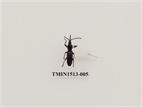 藏品(象鼻蟲科)的圖片